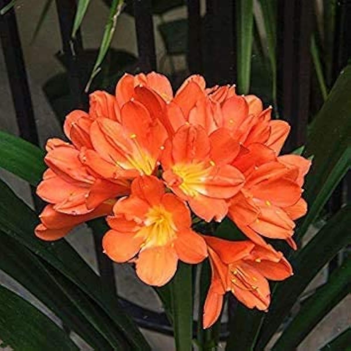 Clivia Lily Flower Seeds up to 50%