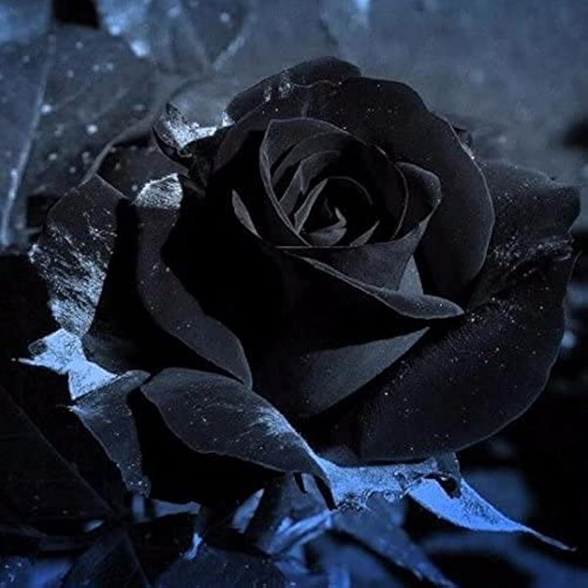 Black Rose Flower Seeds up to 50%