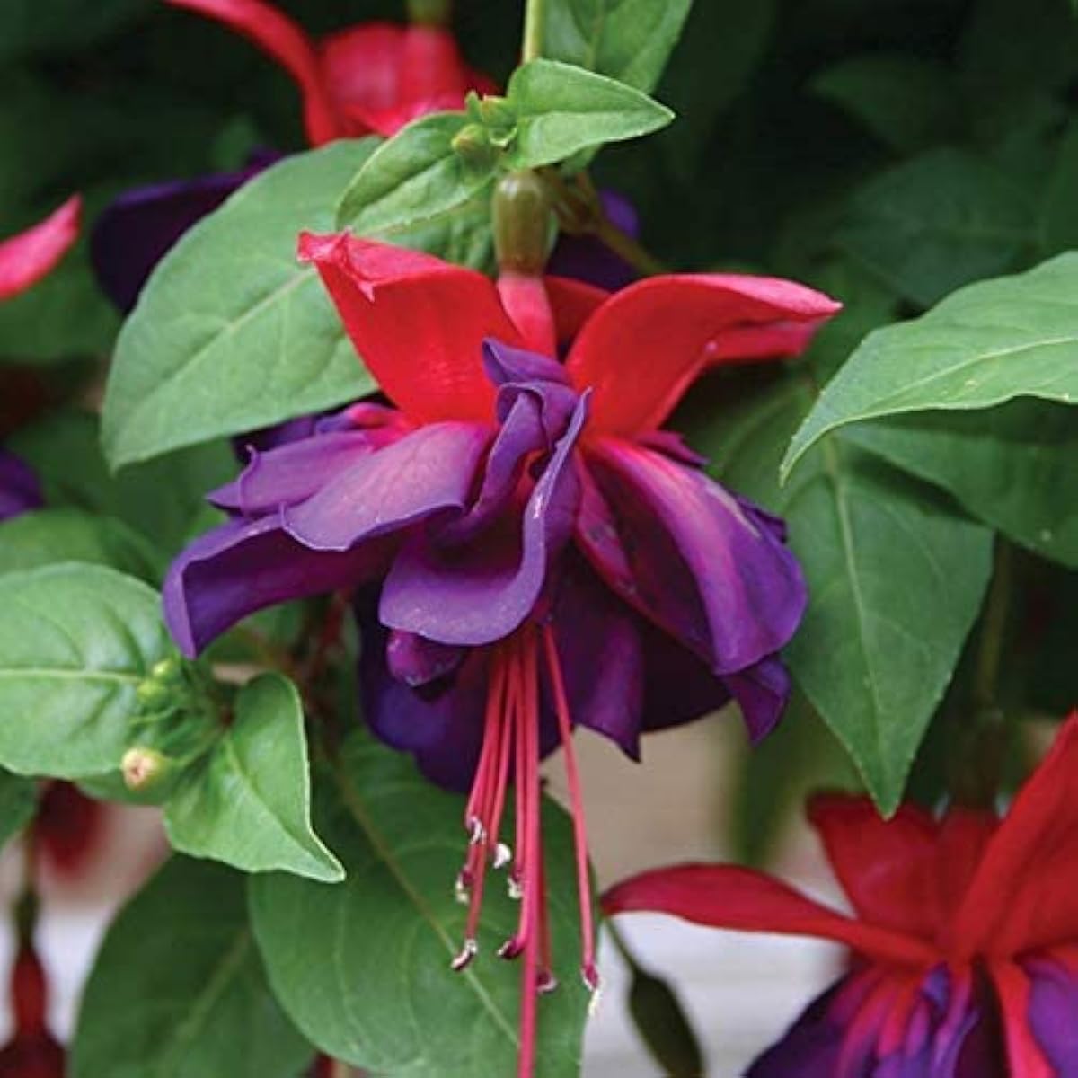 Purple Bell Fuchsia Seeds up to 50%