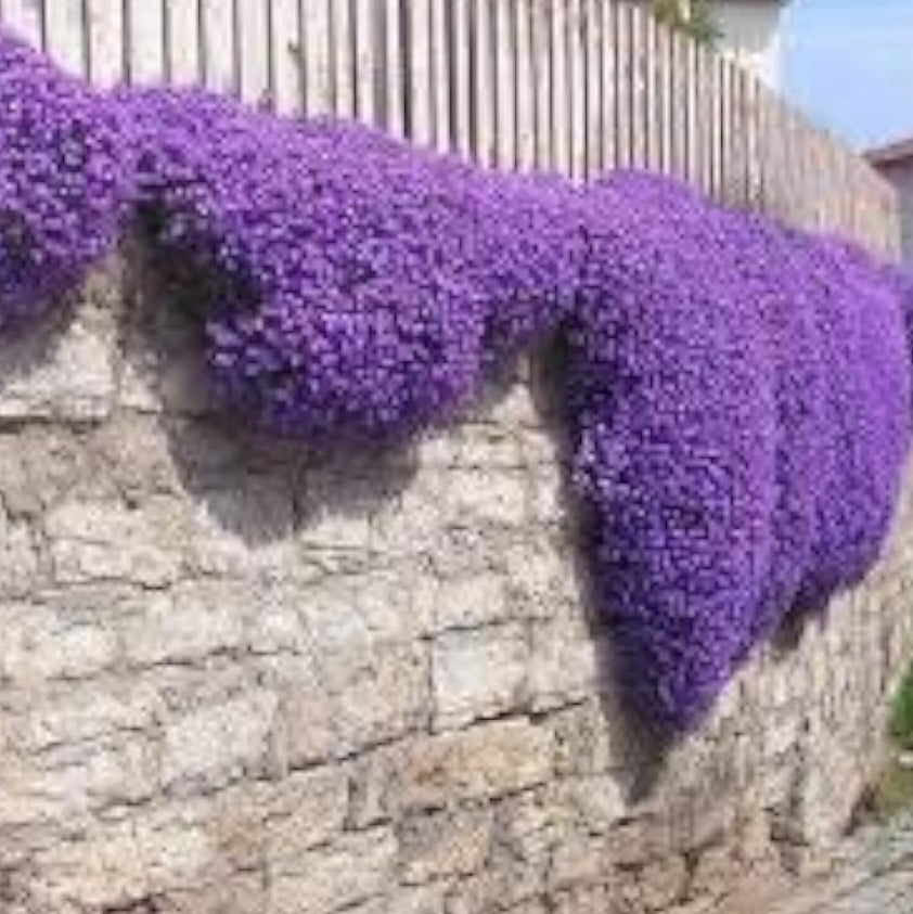 Purple Creeping Thyme Seeds up to 50%