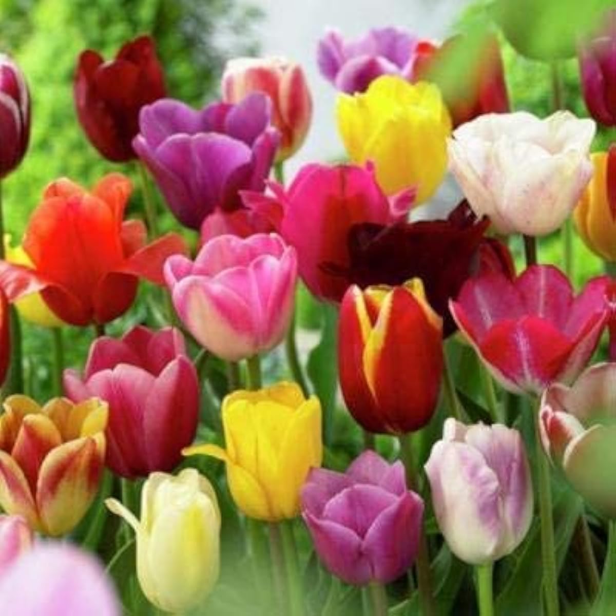 Mixed Tulip Flower Seeds up to 50%