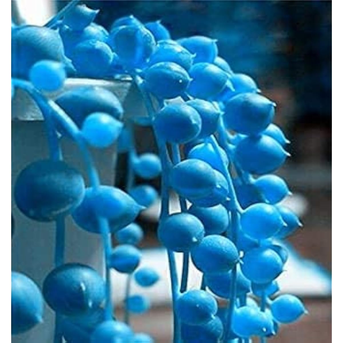 Blue Pearl Chlorophytum Seeds up to 50%