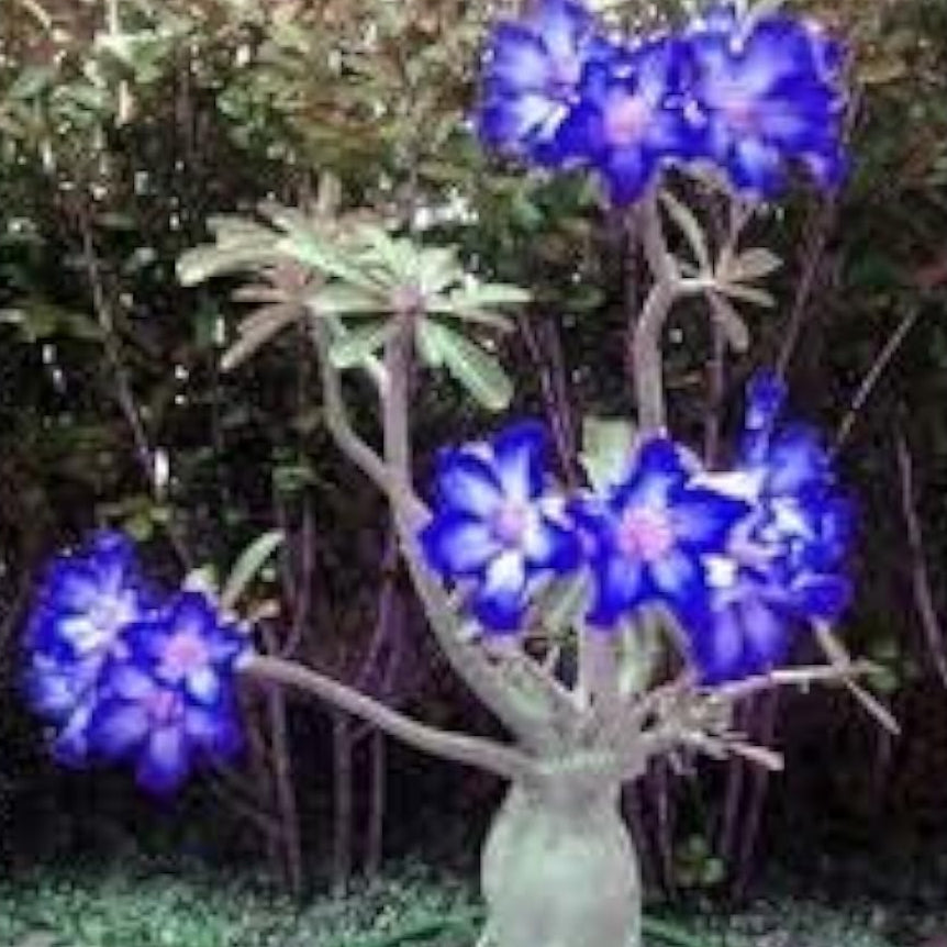 Blue White Desert Rose Seeds – up to 50%