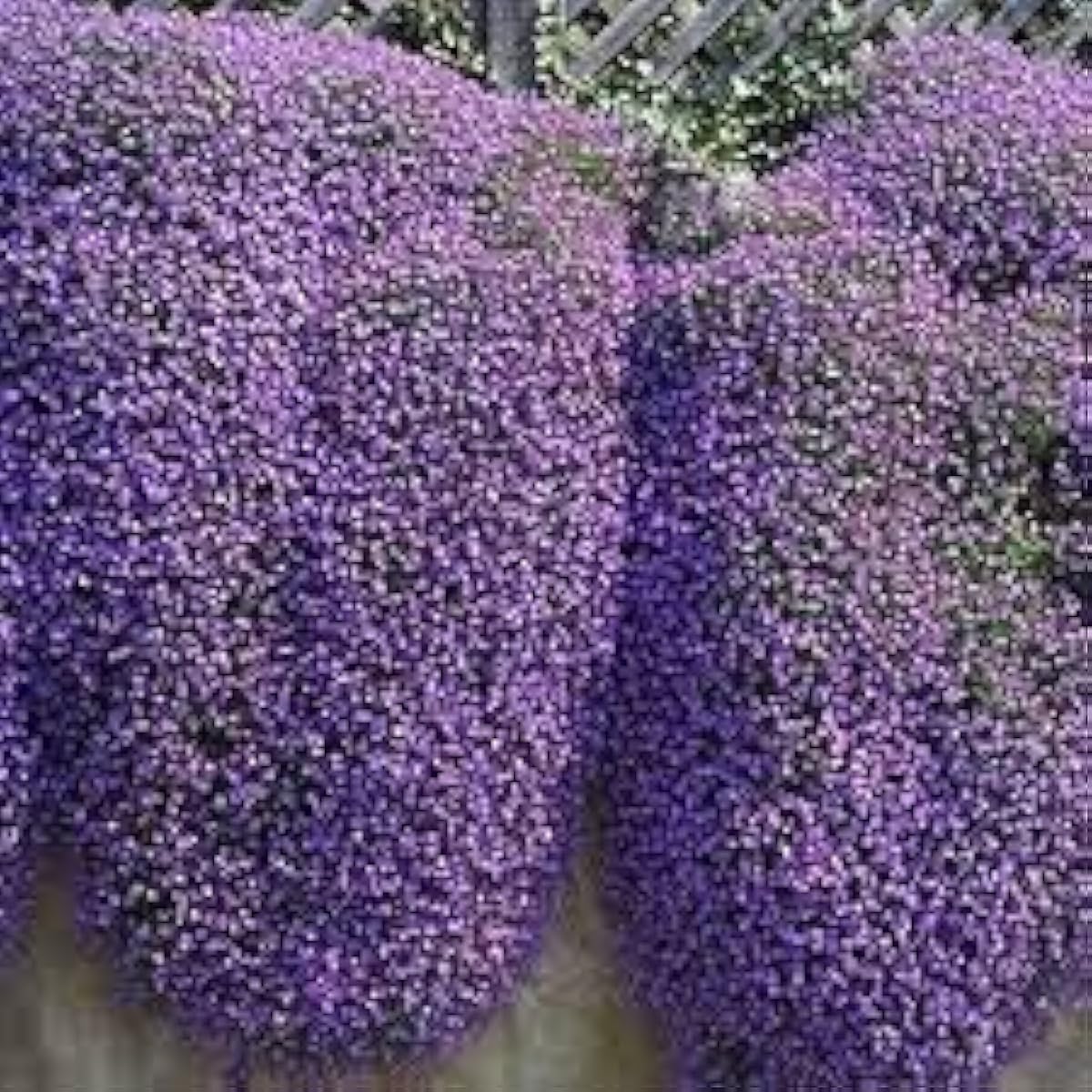 Purple Creeping Thyme Seeds up to 50%