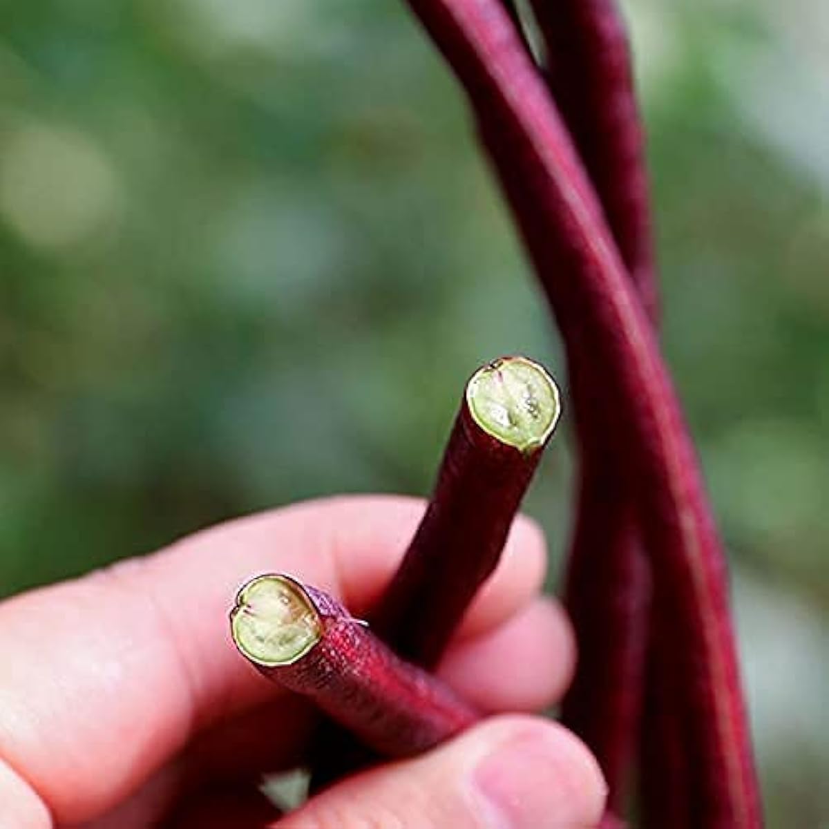 Red Noodle Yard-Long Beans seeds up to 50%