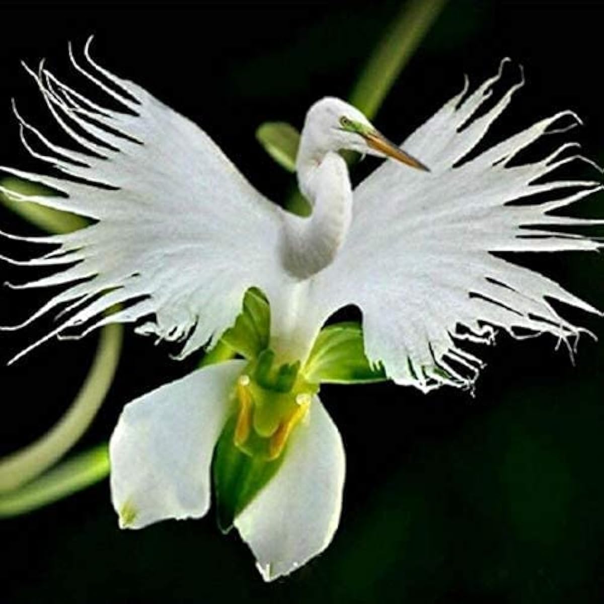 White Egret Orchid Seeds up to 50%