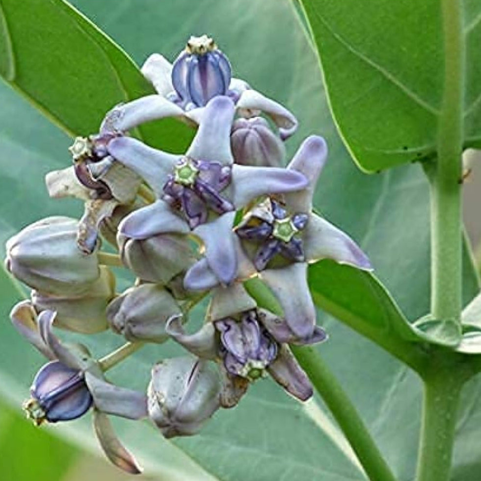 Calotropis gigantea seeds up to 50%