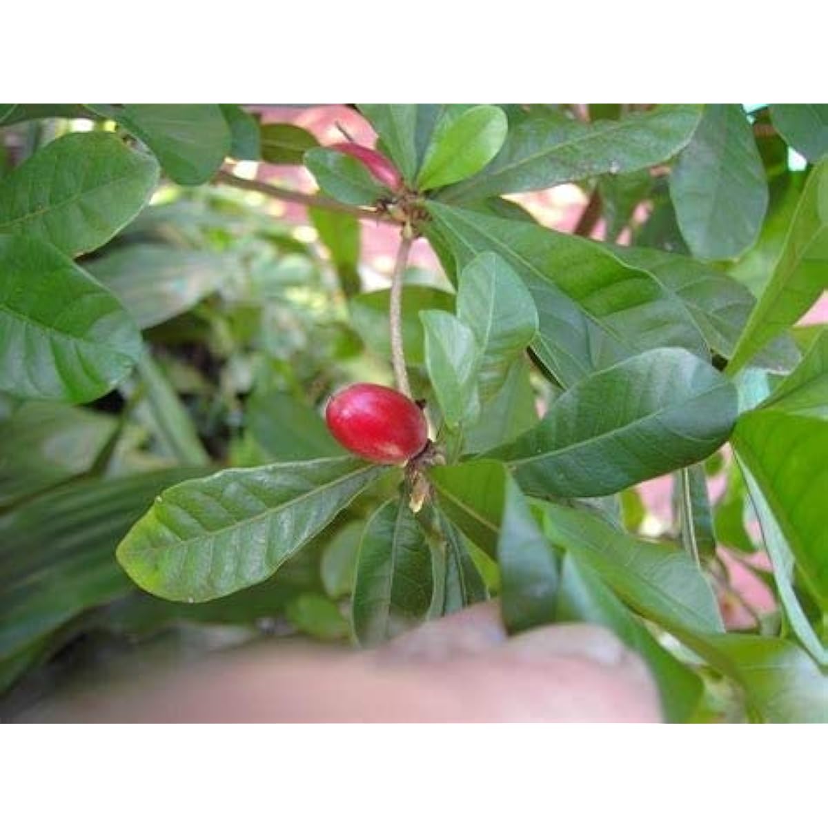 Miracle Fruit Seeds up to 50%