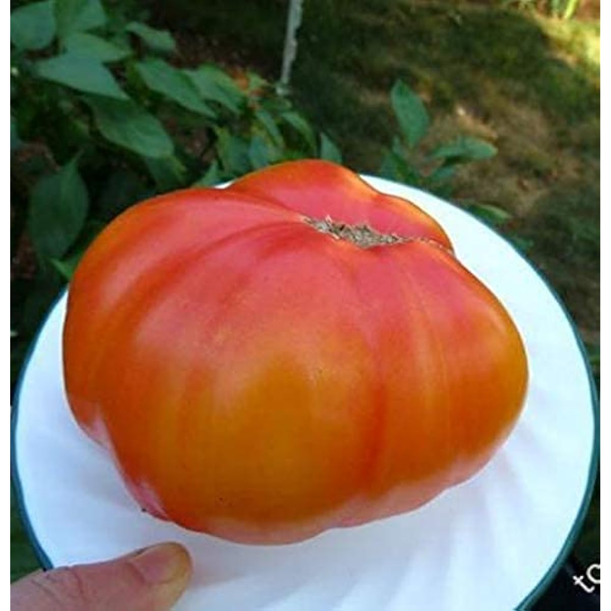 Rainbow Giant Tomato Seeds up to 50%
