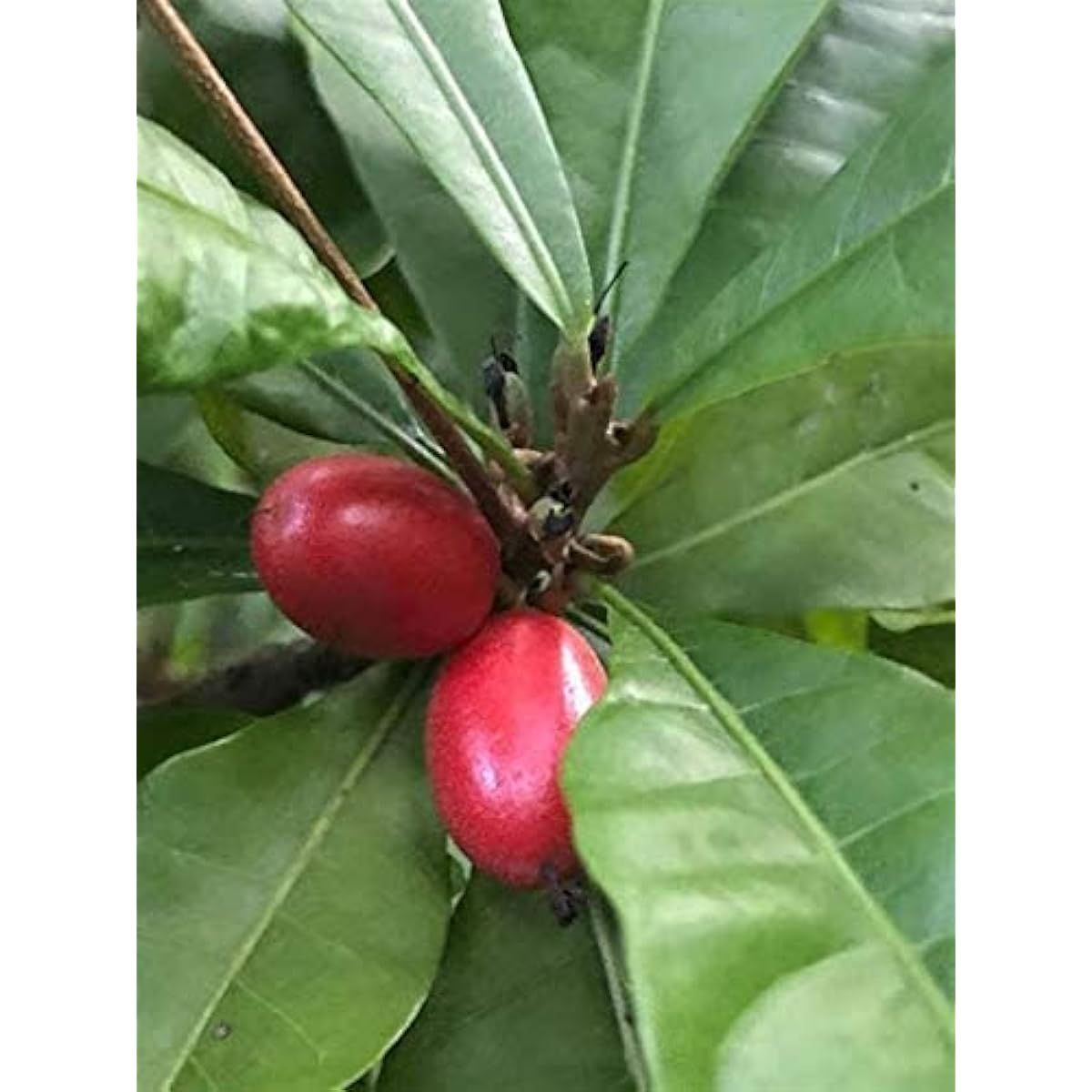 Miracle Fruit Seeds up to 50%