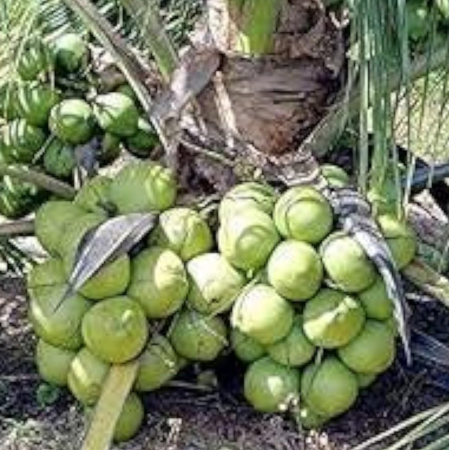 Coconut Tree Seeds – Green – up to 50%