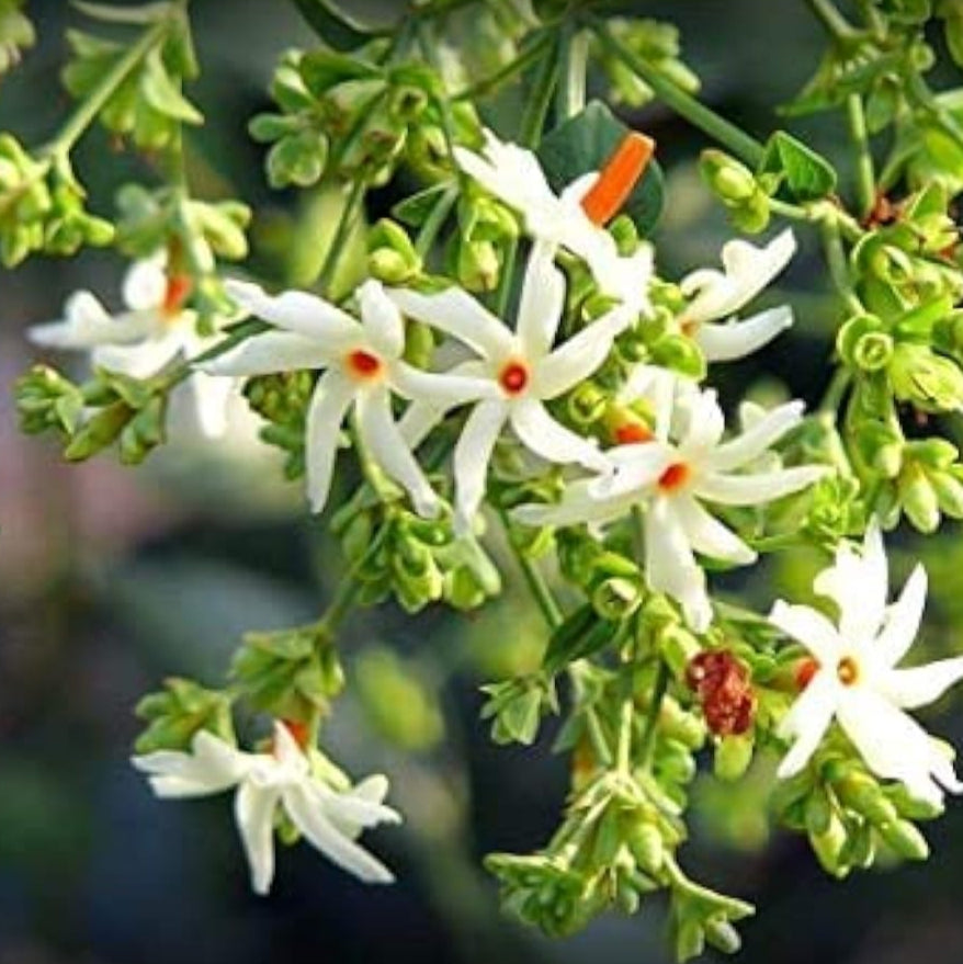Night Flowering Jasmine Seeds up to 50%