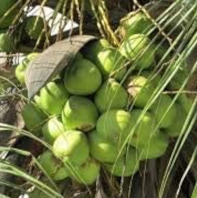 Coconut Tree Seeds – Green – up to 50%