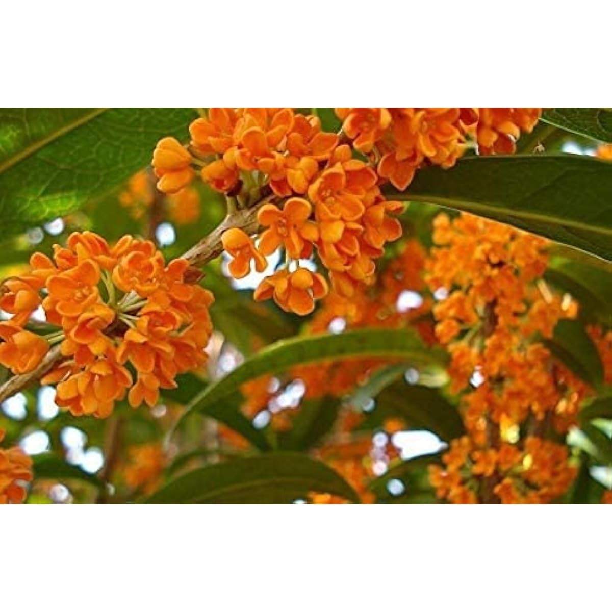 Osmanthus Fragrans (Sweet Olive) Seeds – Fragrant Ornamental Tree – up to 50%