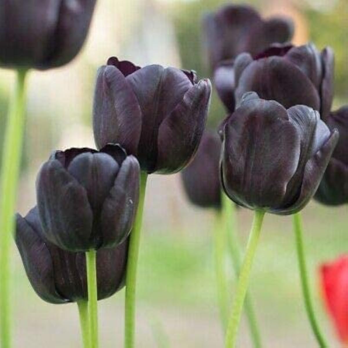 Black Tulip Flower Seeds up to 50%