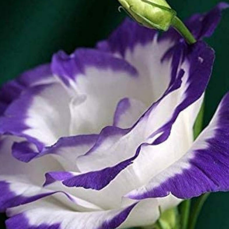 White Blue Eustoma Seeds up to 50%