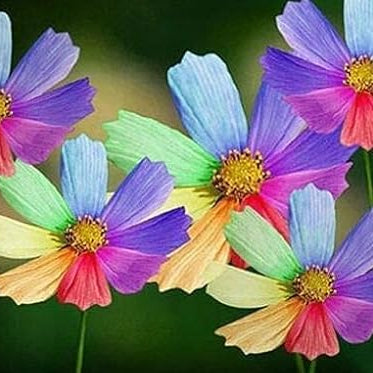 Rainbow Coreopsis Seeds up to 50%