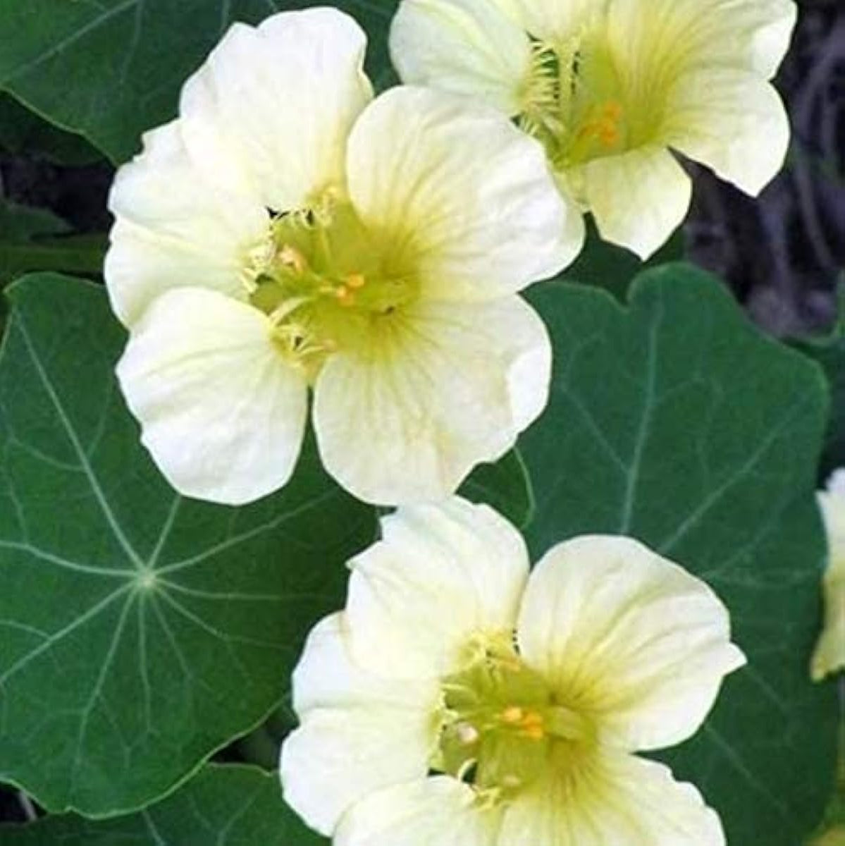 Tropaeolum