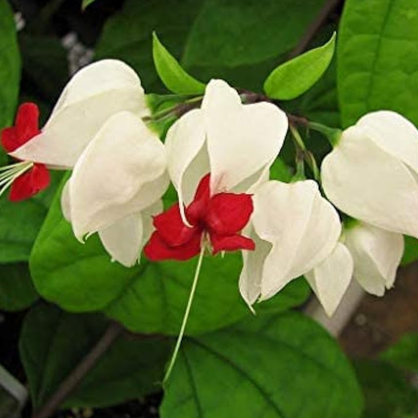 White Red Bleeding Heart Seeds up to 50%