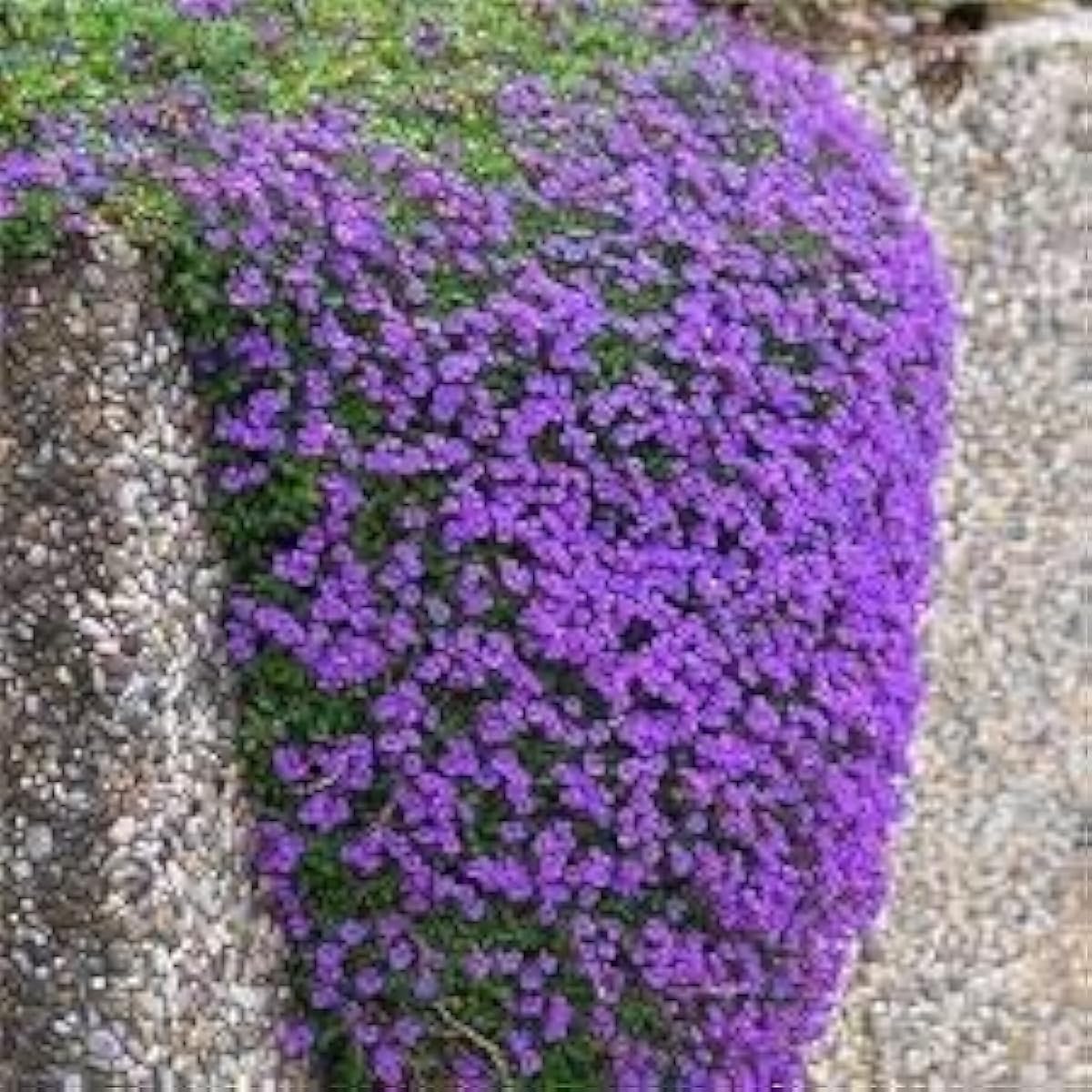 Purple Creeping Thyme Seeds up to 50%