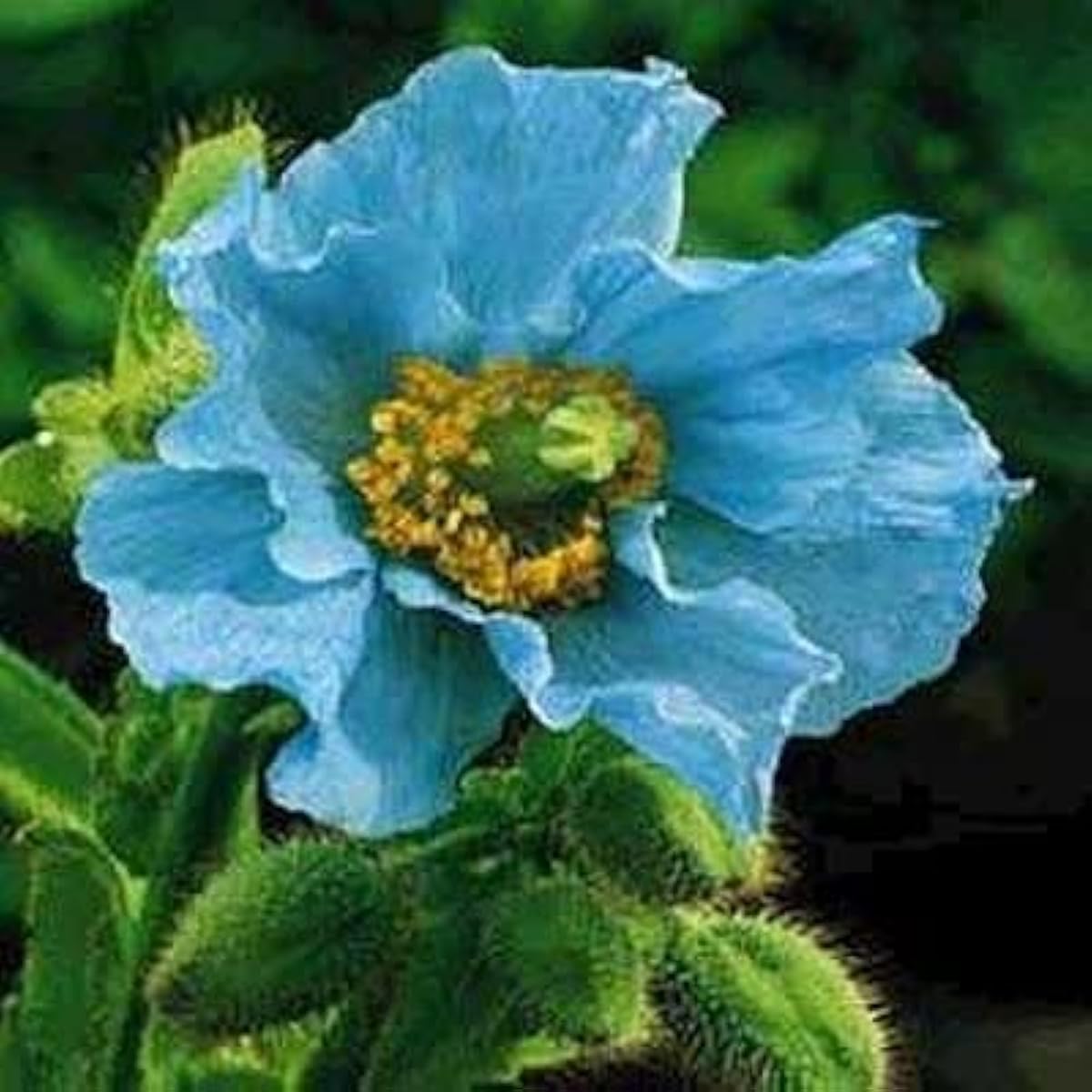 Himalayan Blue Poppy Seeds up to 50%