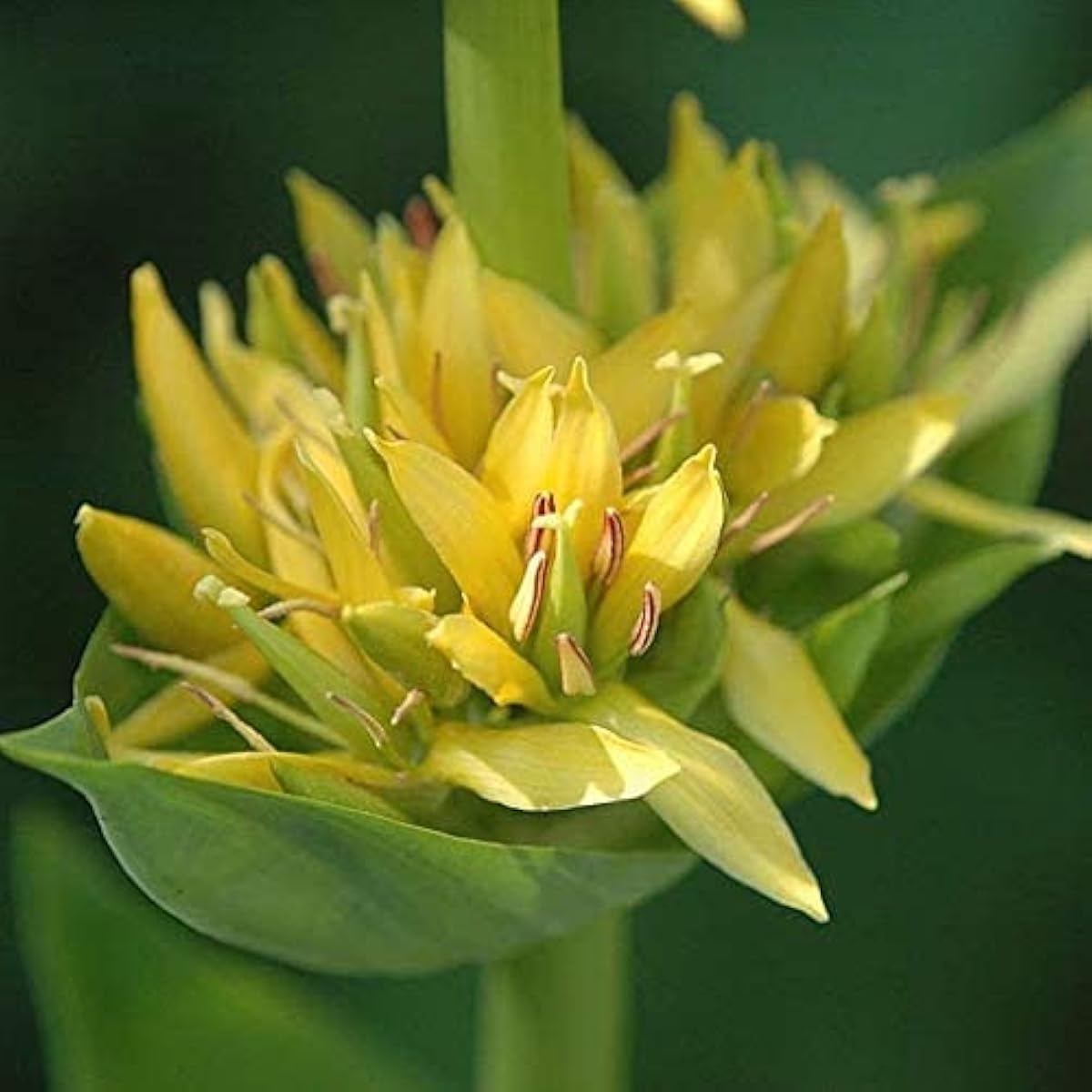Yellow Gentian Flower Seeds up to 50%