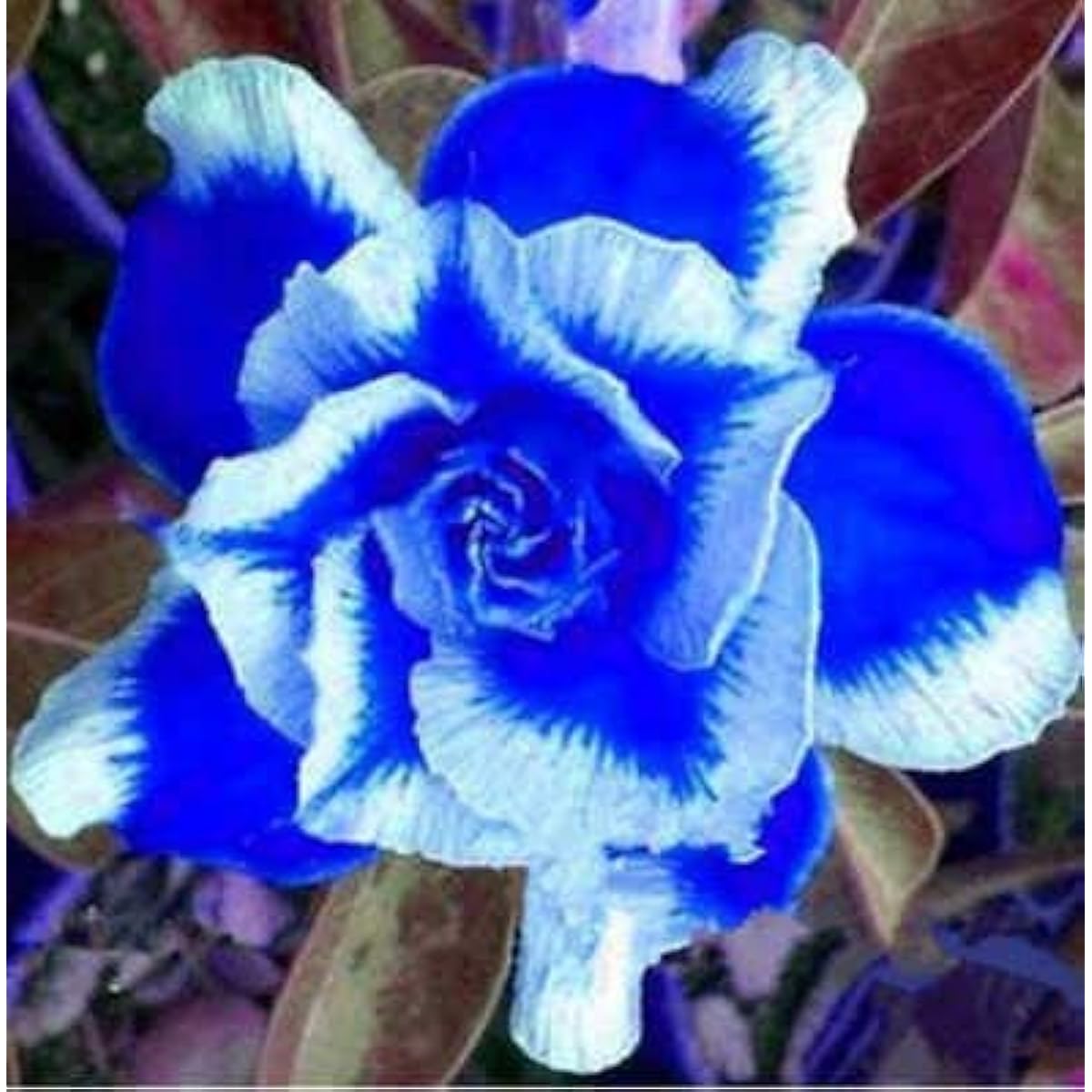 Blue White Carnation Seeds up to 50%