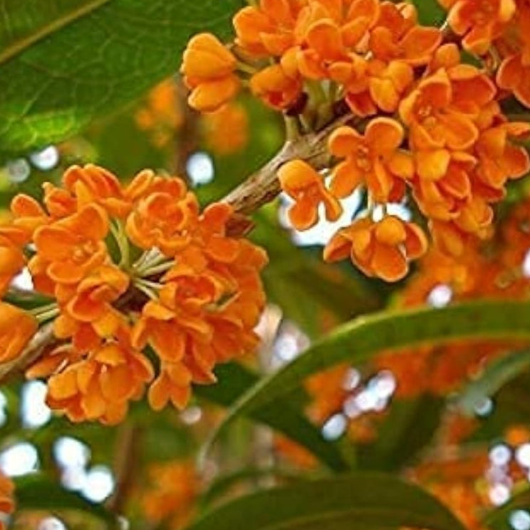 Sweet Olive Tree Seeds up to 50%