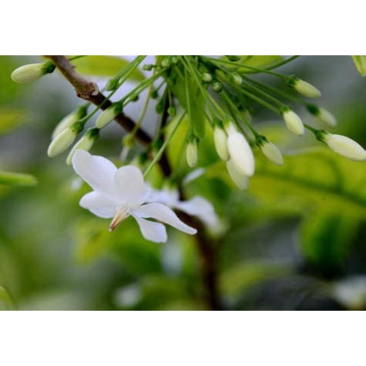 Mok Flower Seeds – up to 50%