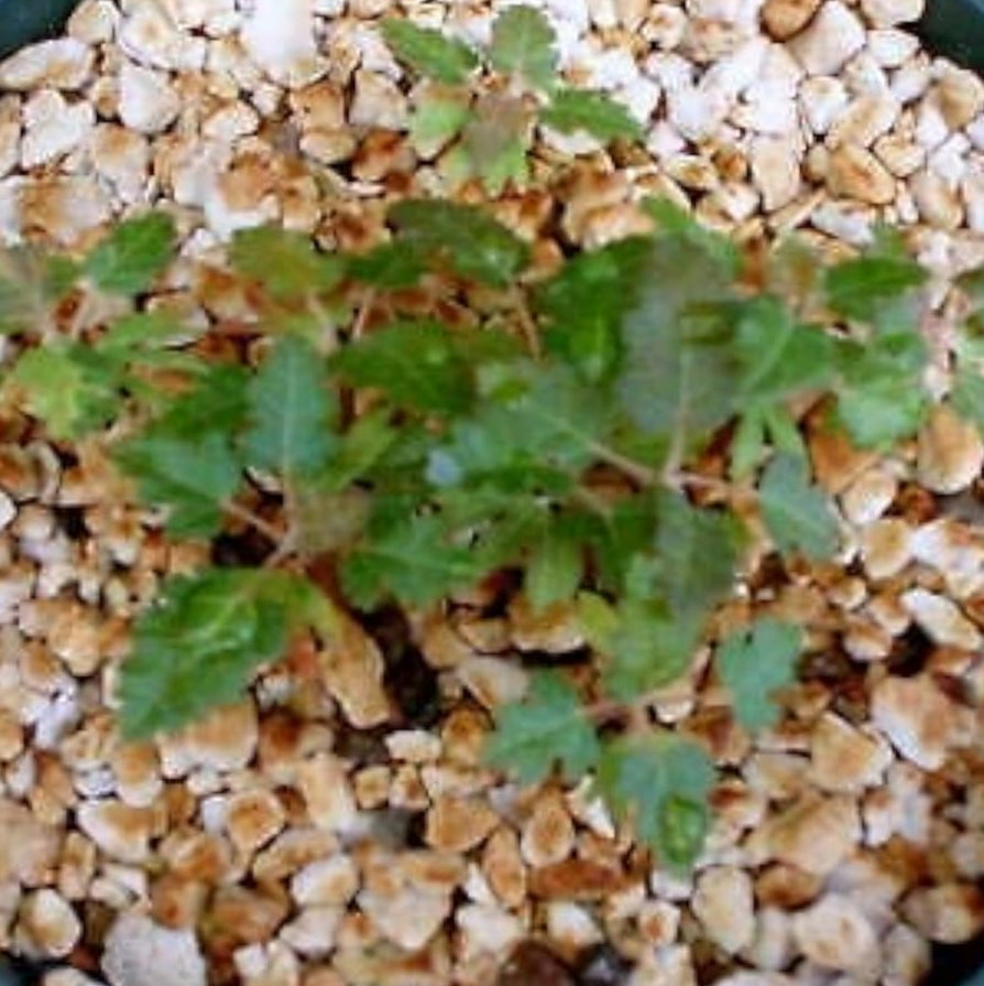 Boswellia Sacra Plant Seeds up to 50%