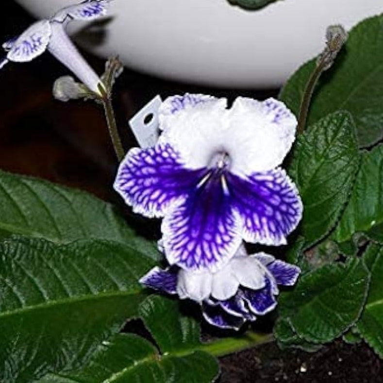 Cape Primrose Flower Seeds up to 50%