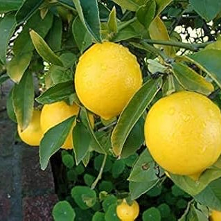 Ponderosa Lemon Tree Seeds up to 50%