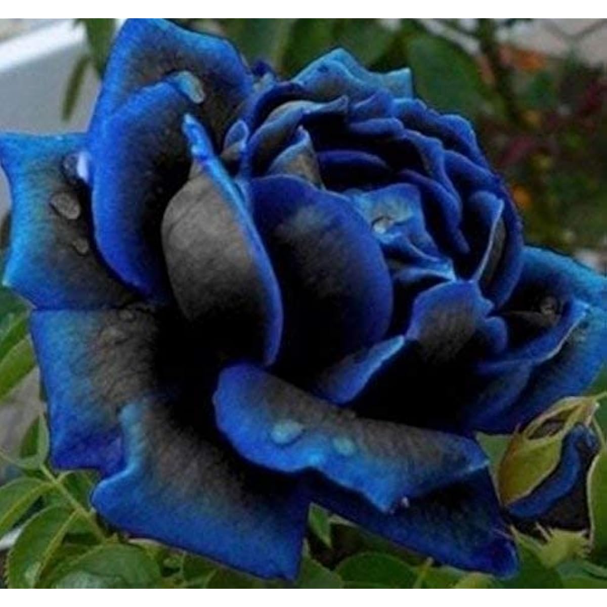 Midnight Supreme Rose Seeds up to 50%