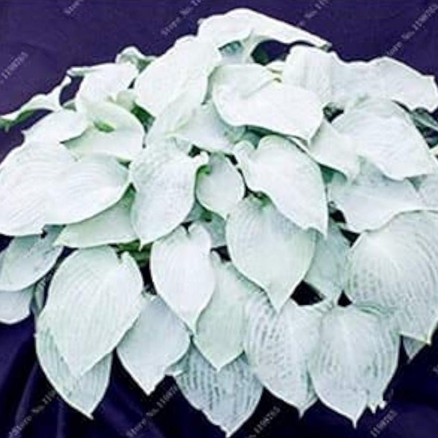 Mixed Hosta Perennial Lily Seeds – White Lace – up to 50%