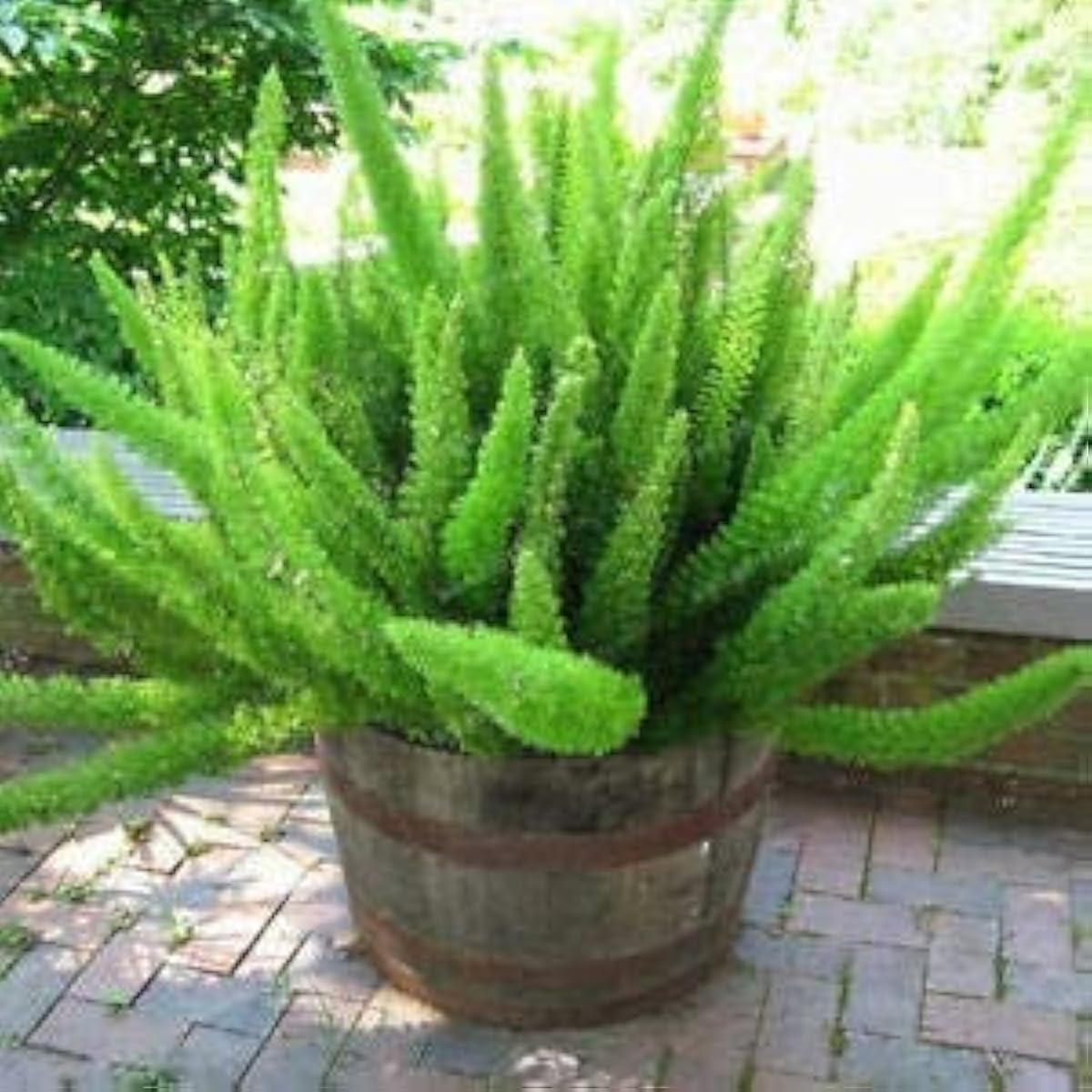 Foxtail Fern Bonsai Seeds up to 50%