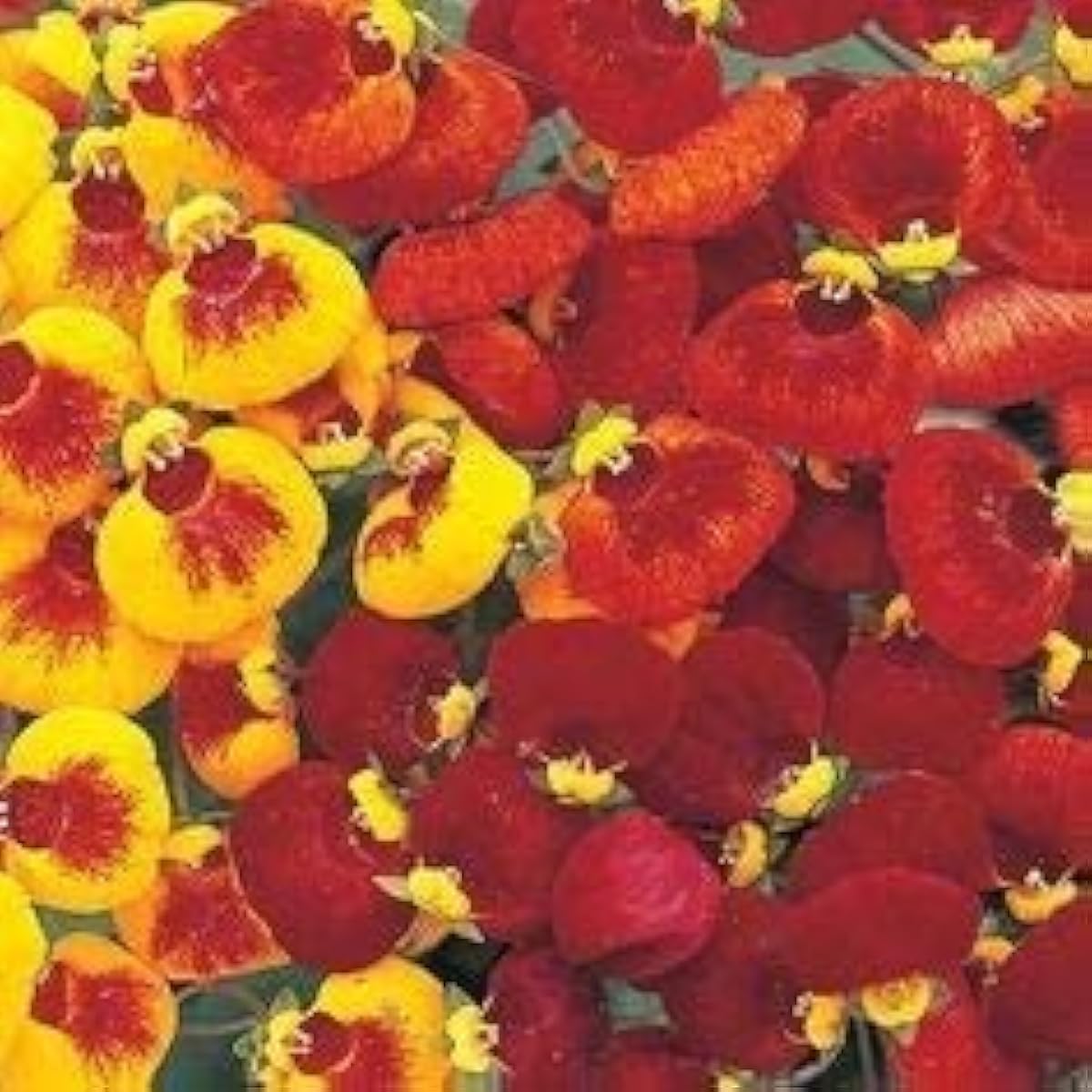 Calceolaria Uniflora Flower Seeds ¨C up to 50%