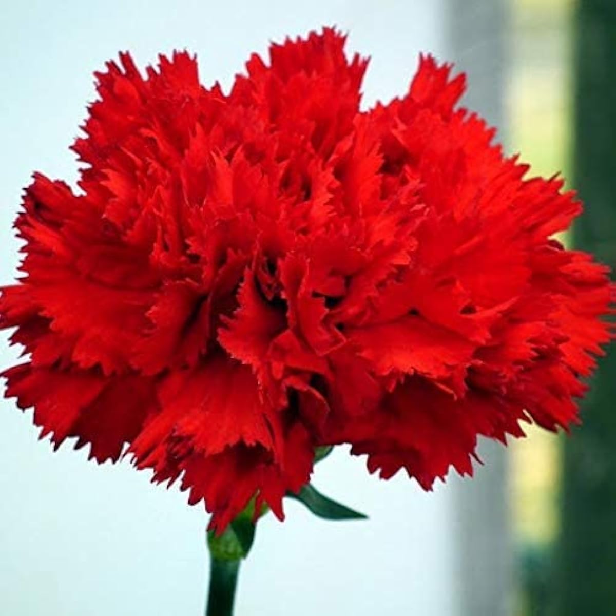 Red Carnation Flower Seeds up to 50%