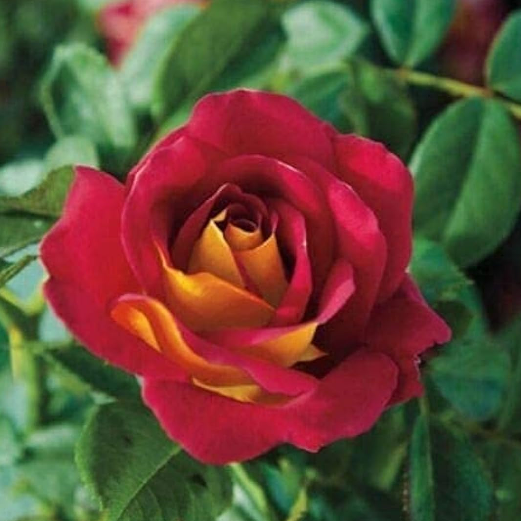 Ketchup Mustard Rose Seeds up to 50%