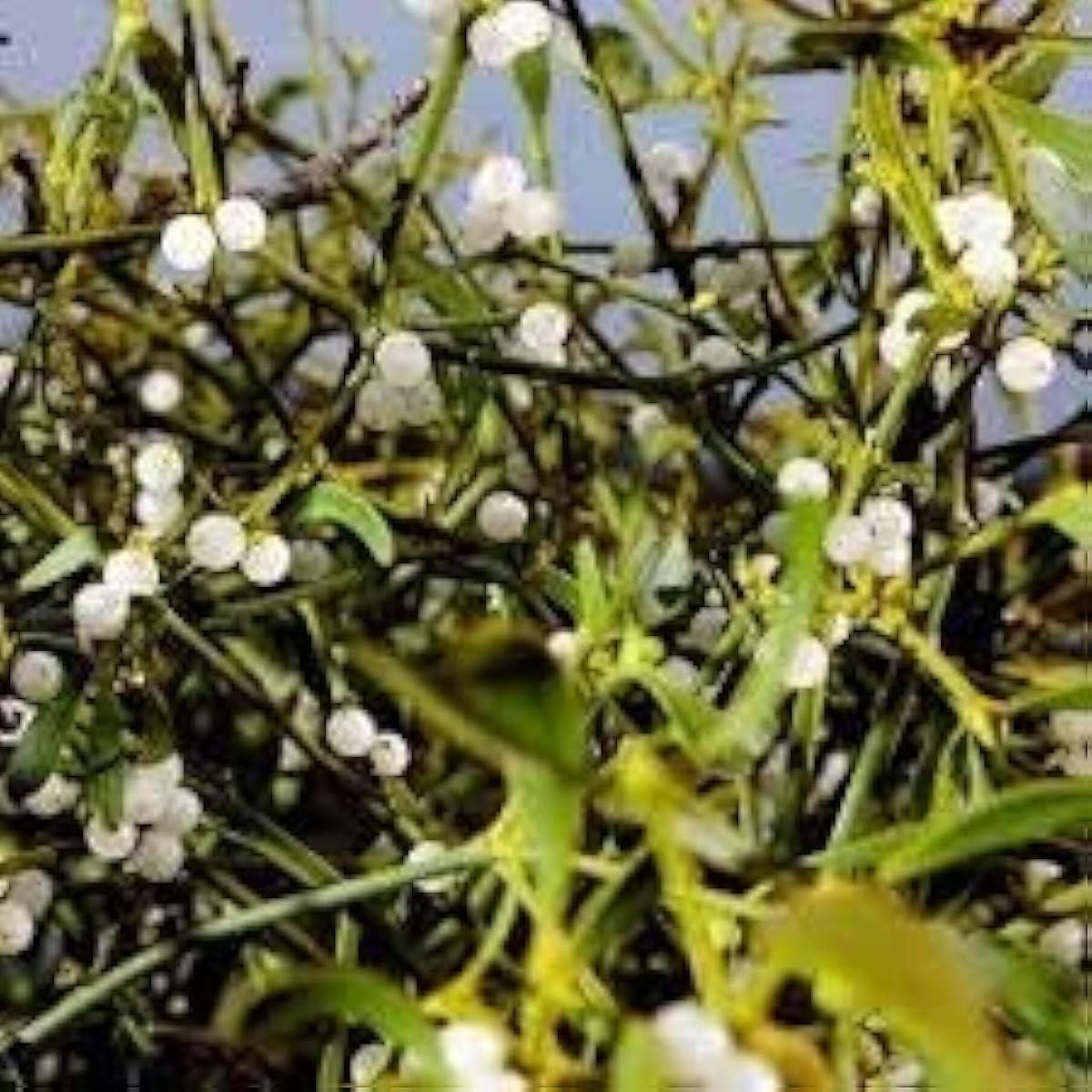 White Mistletoe Seeds up to 50%