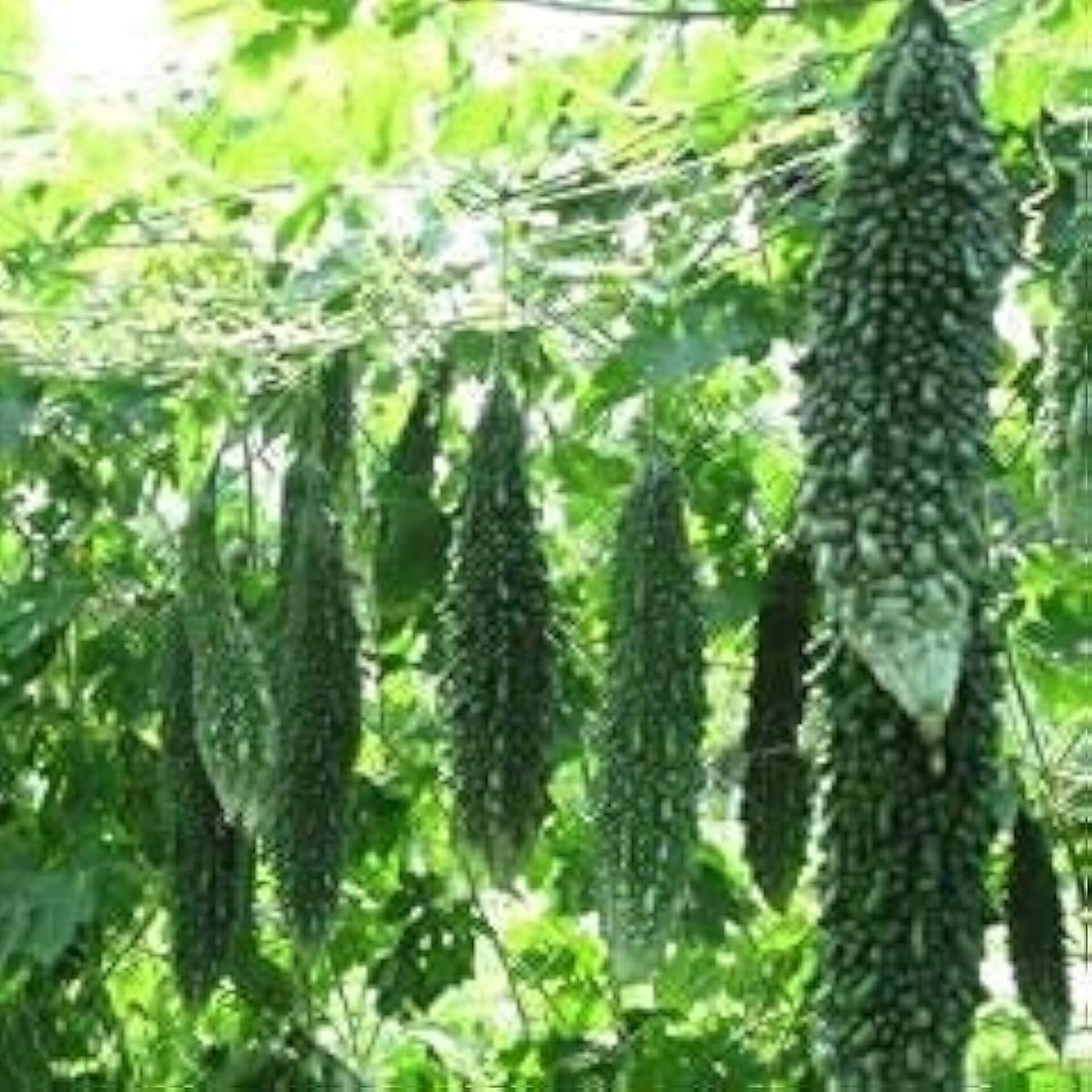 Dark Jade Bitter Melon Seeds up to 50%