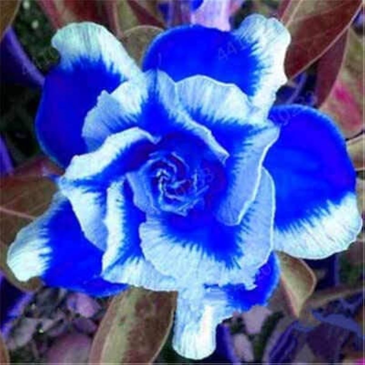 Blue White Desert Rose Seeds – up to 50%