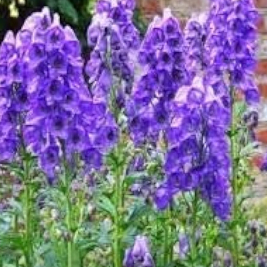 Monkshood Flower Seeds up to 50%