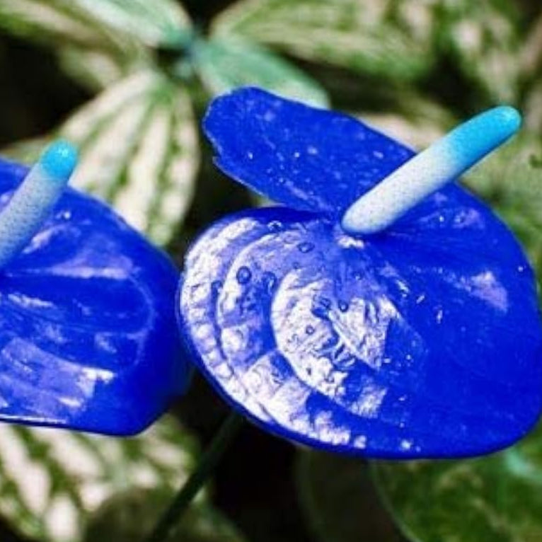 Blue Anthurium Flower Seeds up to 50%