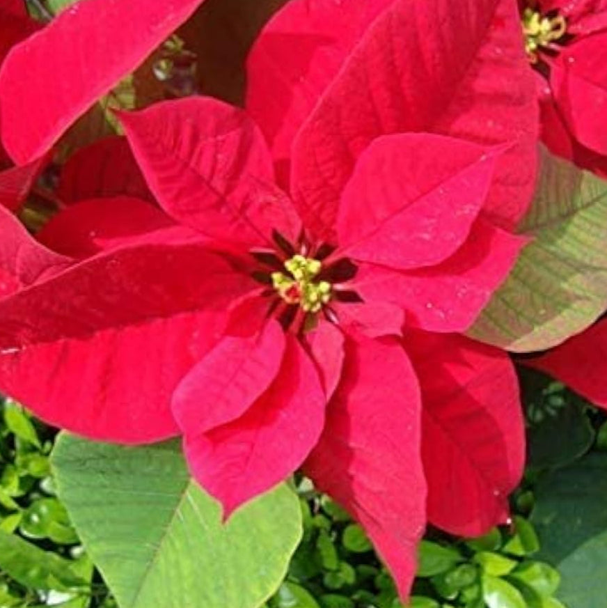 Poinsettia Seeds – up to 50%