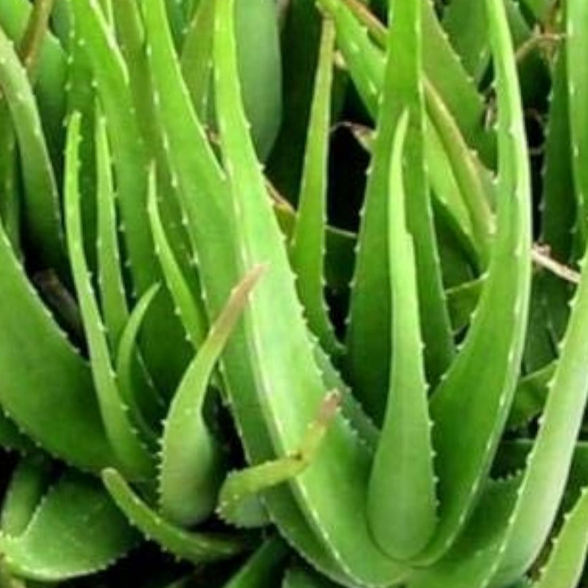 Aloe Vera Plant Seeds – Light Green – up to 50%