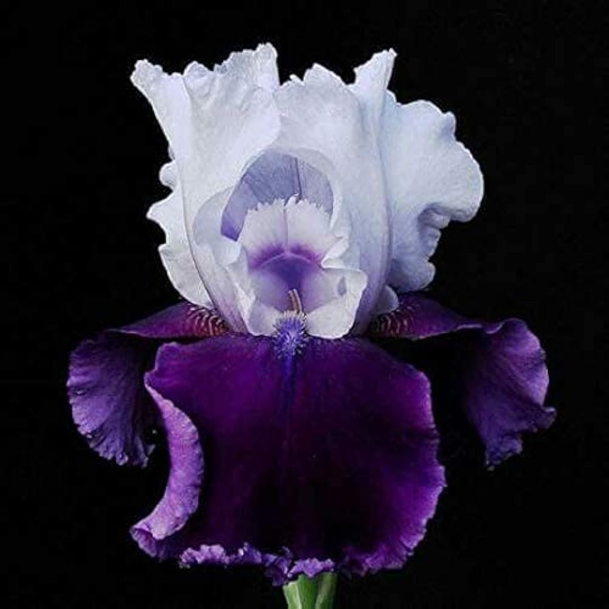 Bearded Iris Flower Seeds up to 50%