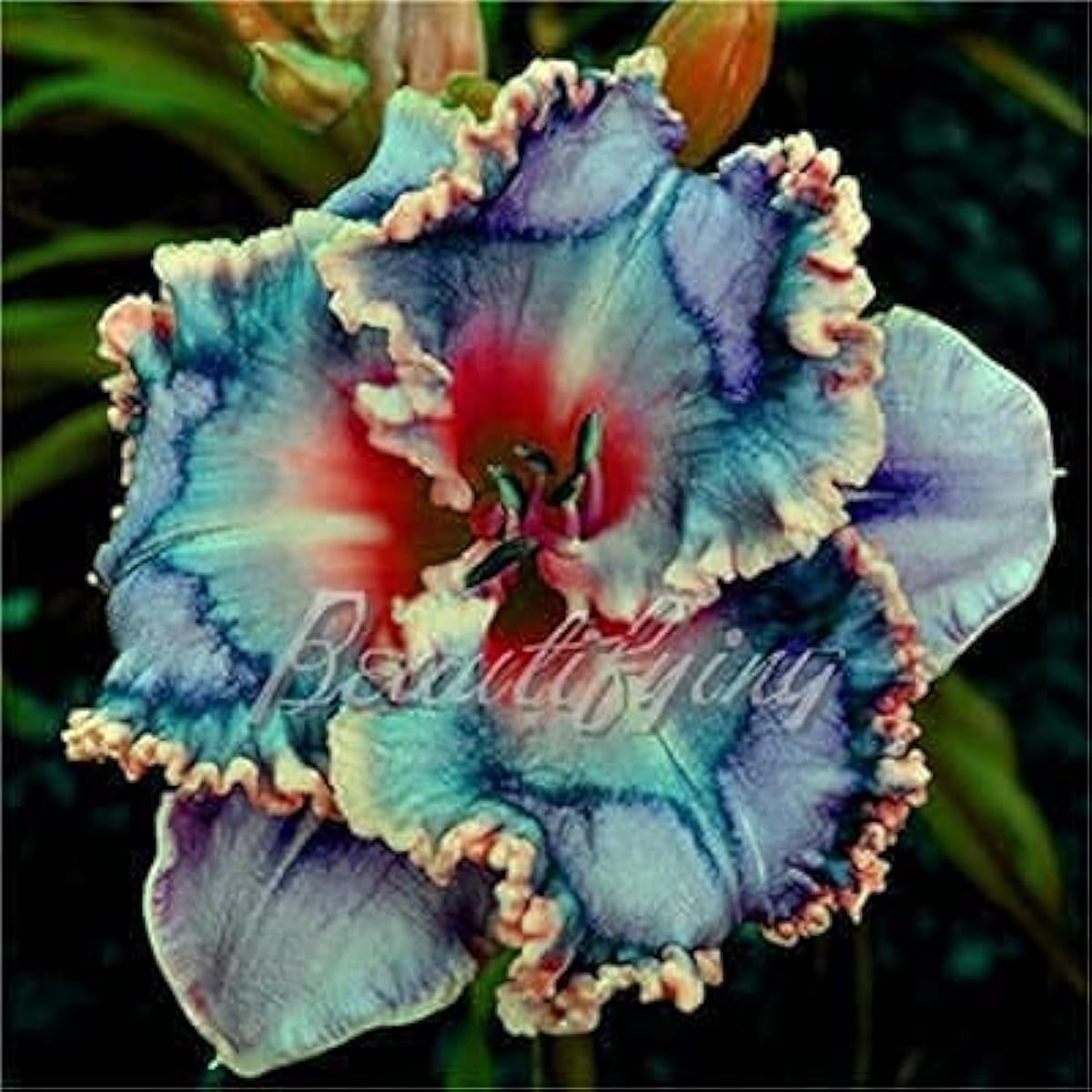 Hybrid Bright Daylily (Hemerocallis) Seeds