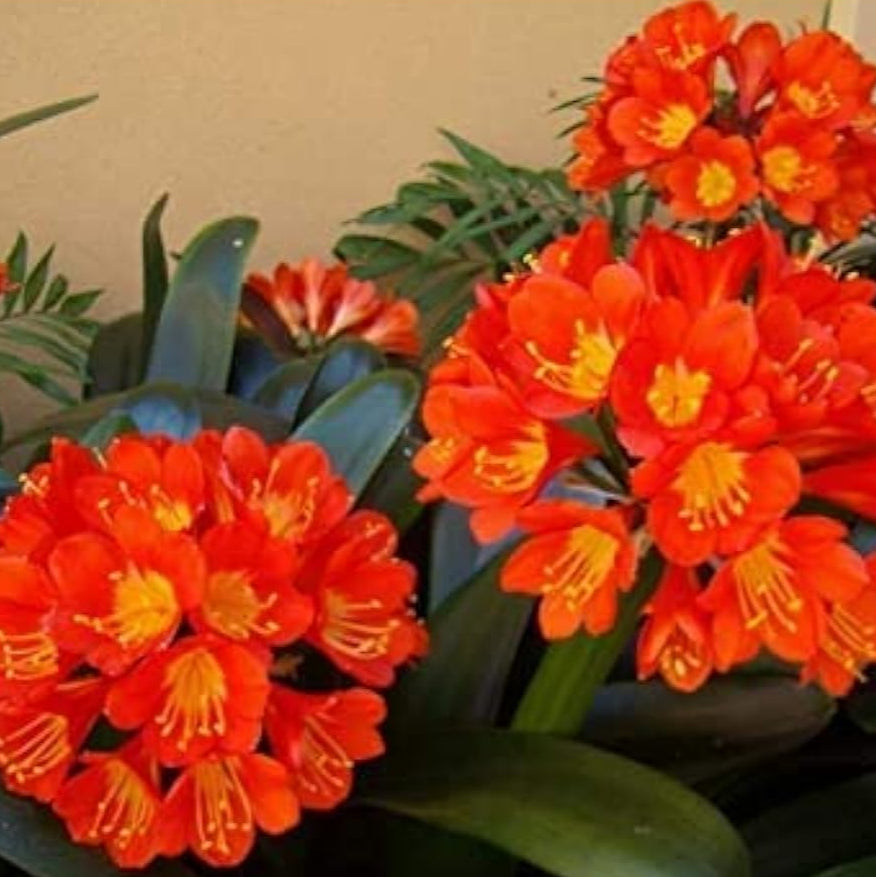 Kaffir Lily Flower Seeds up to 50%