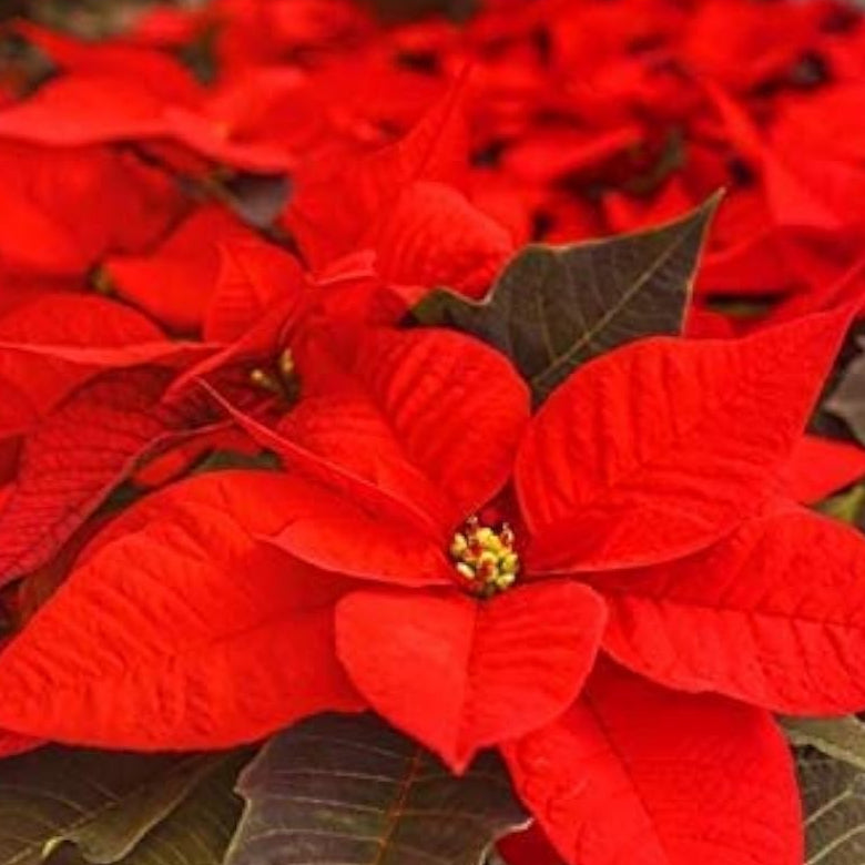 Red Lady Papaya Seeds up to 50%