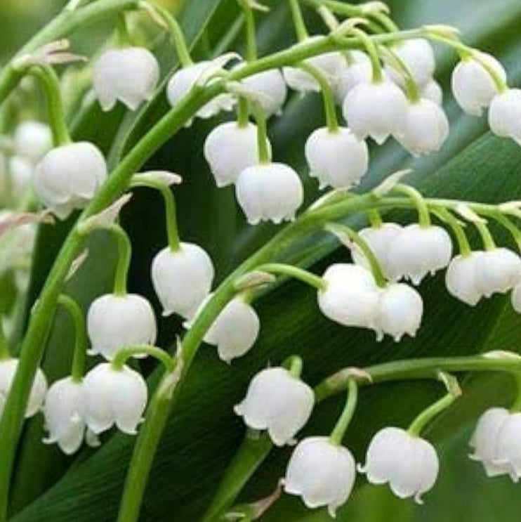 Lily of the Valley Seeds ¨C up to 50%